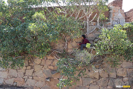 c8fb92d8 fbf0 4ebb b8c2 8f3592d74f5c %2818%29 channarayana durga trek  beautiful section of steps covered with the tree leading to the topmost section of the fort  suhas saya  indiahikes