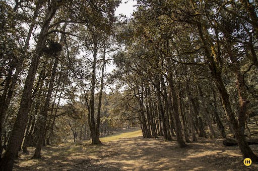 0d0c0604 4670 41c5 9071 a733c640b1ec padiyar forest kuari pass trek jothiranjan indiahikes