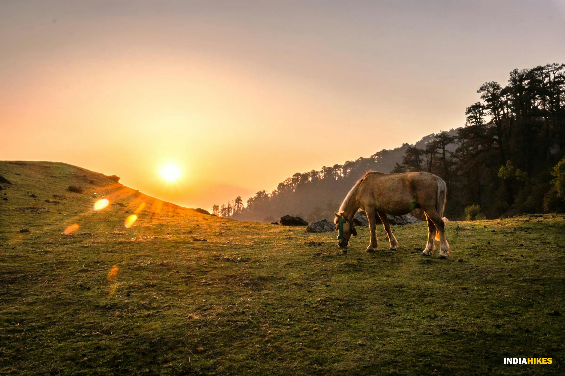 0d4f3b6c b2c3 49a6 badb 3841e230d56d dayara bugyal db harshal jain sunrise in the meadows 