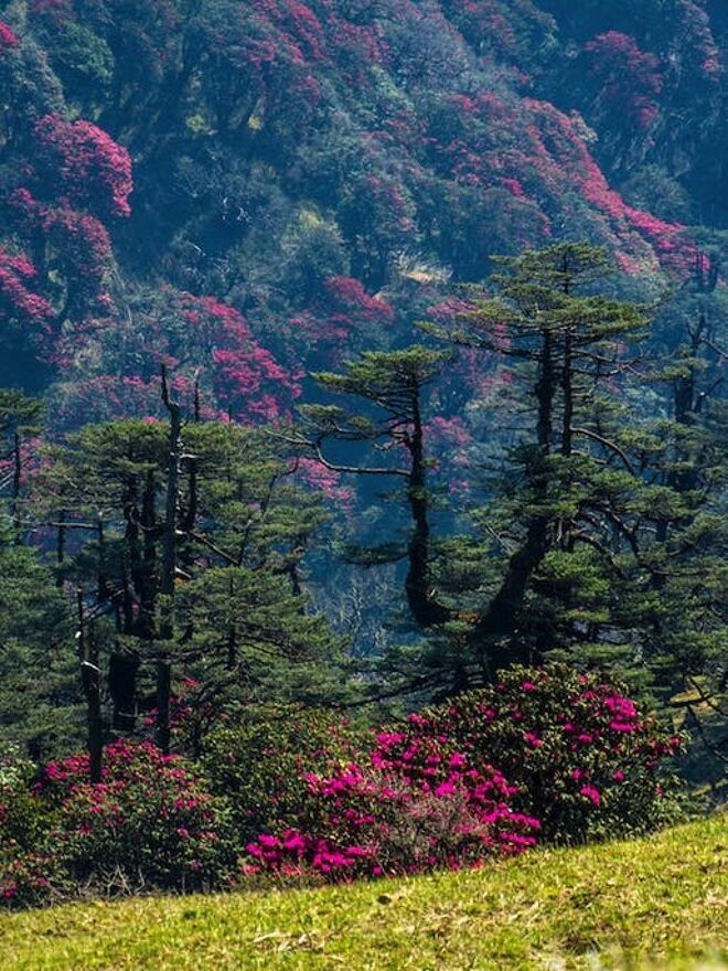 14200 sandakphu indiahikes nikhil jain forest full of rhododendron flowers 1