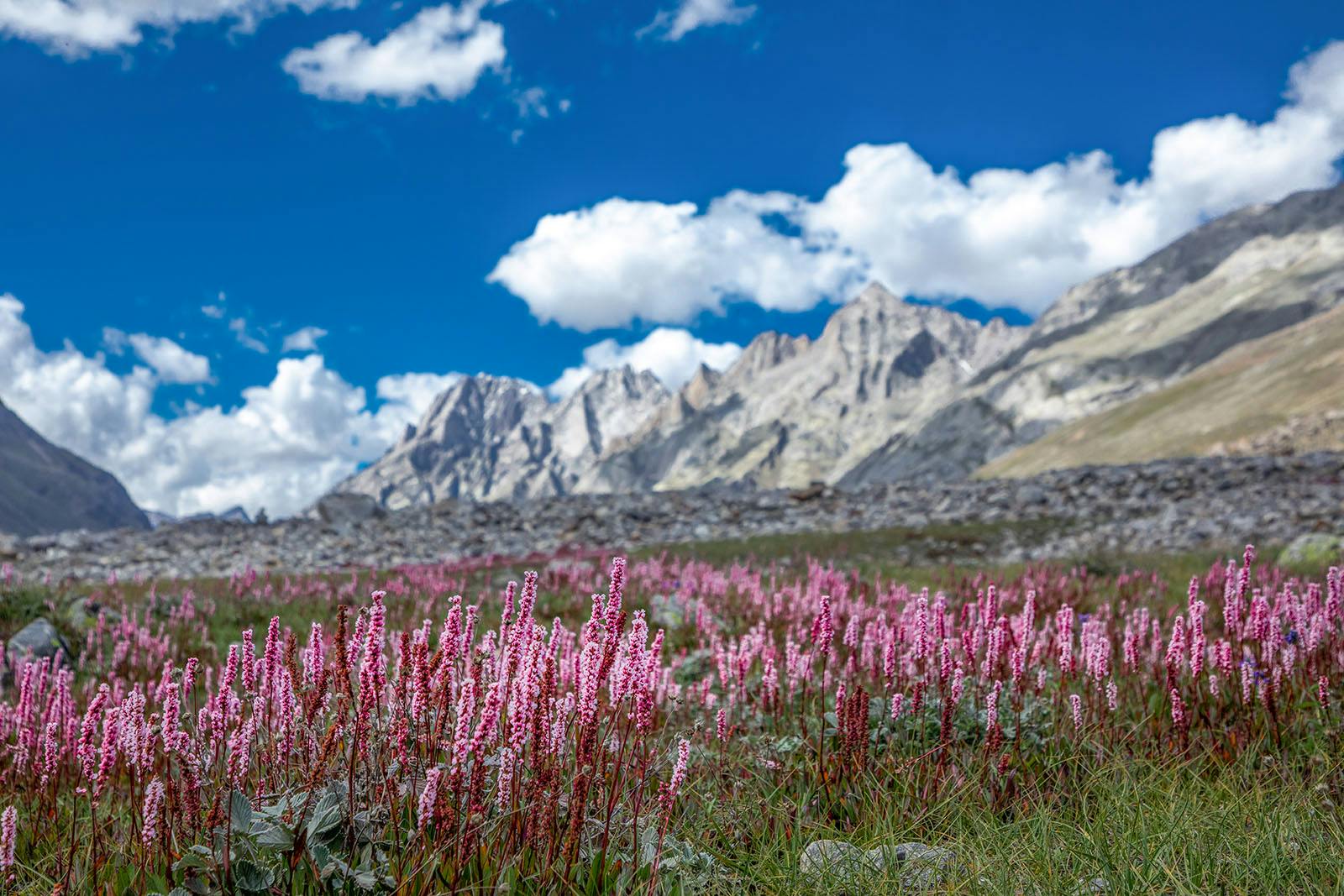 1adb305a fdaa 47d2 939e e64ae0373422 miyar valley indiahikes jothiranjan sep2021  %2864%29