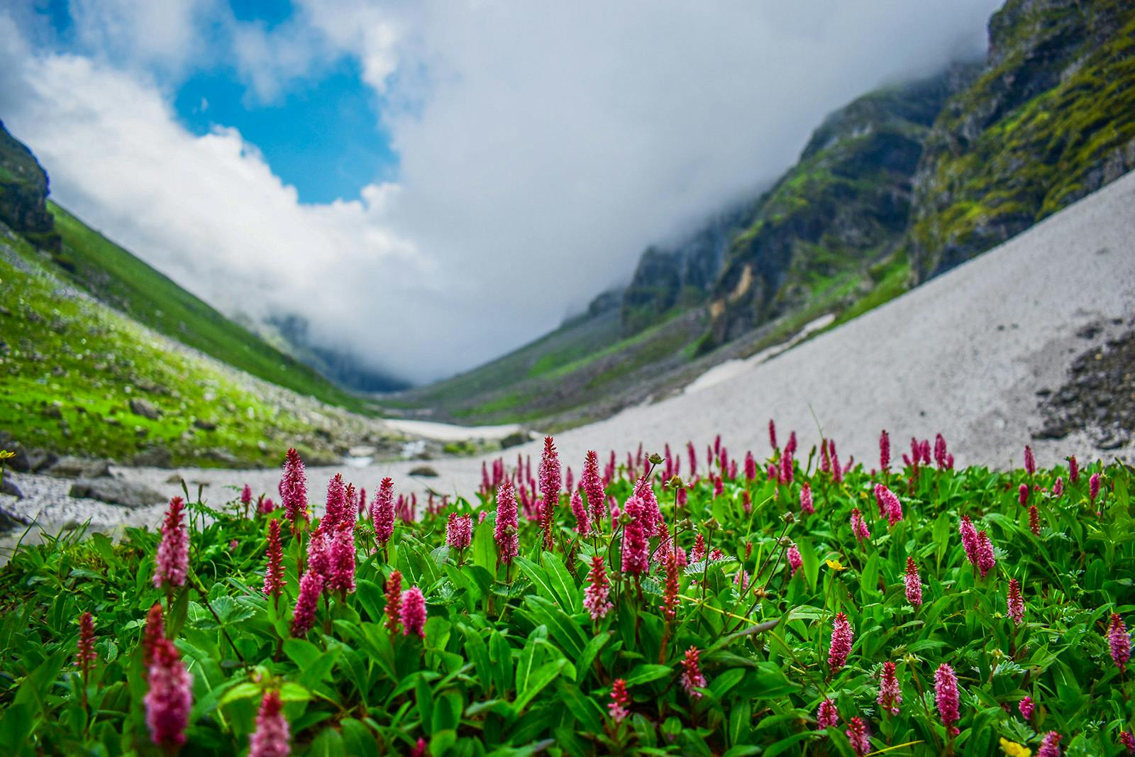 24ba84fb 23e4 4288 ae22 f2aa0ec11fe7 hampta pass trek   sachin srivastava   wildflowers along the way