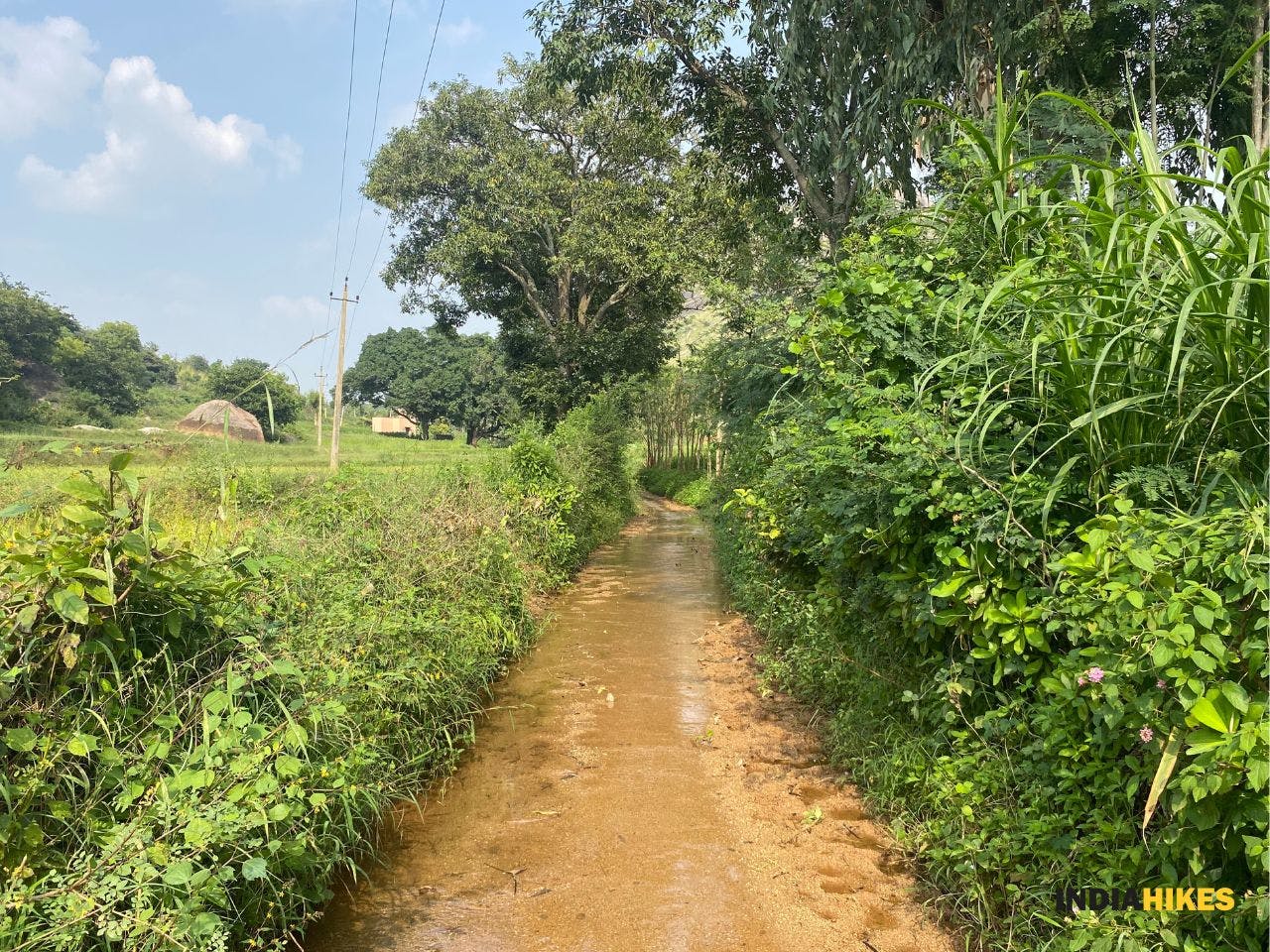 Minchukallu Betta_The initial trail from the village towards the start of the trek_Sneha Yadav