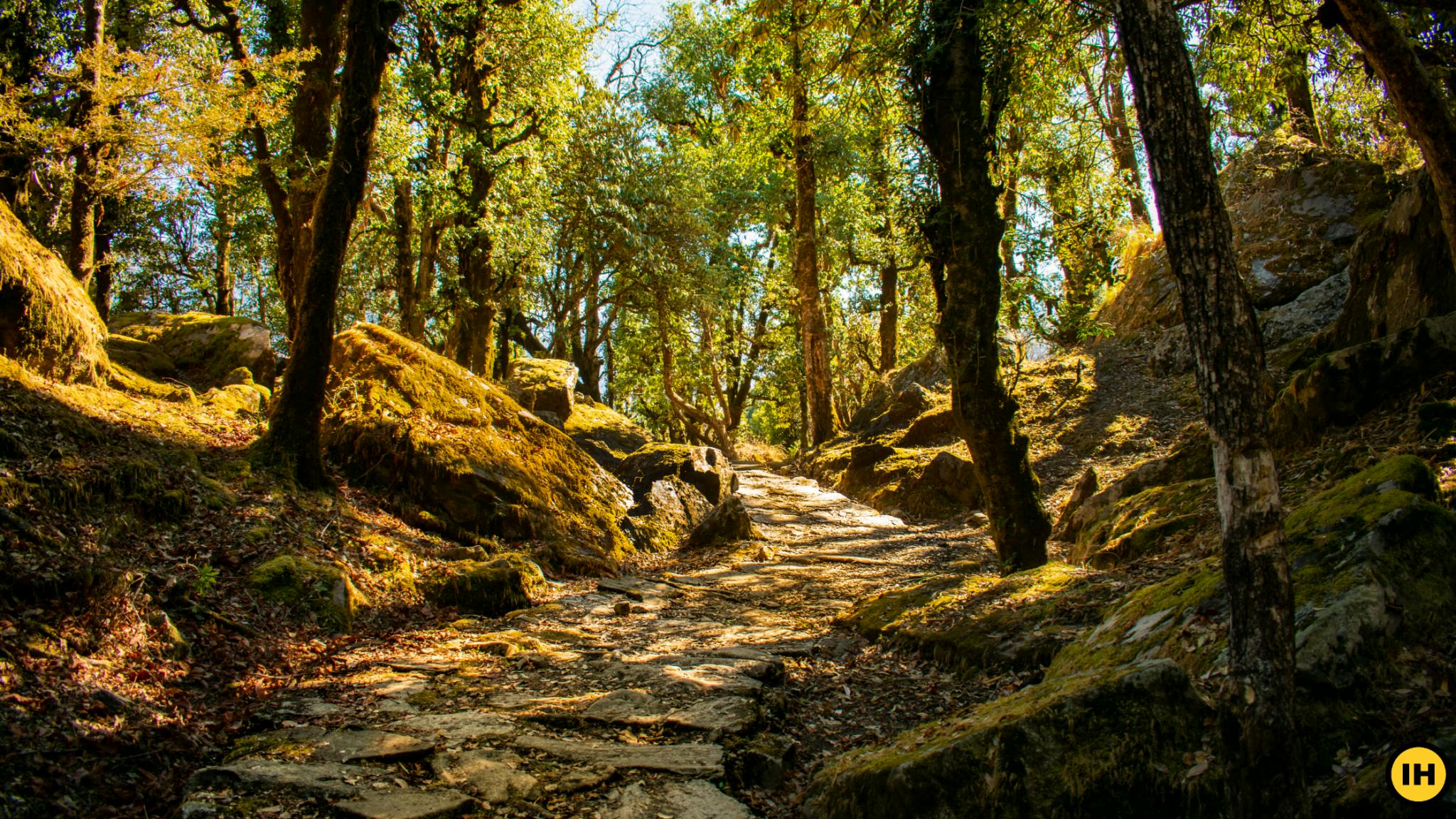 2d4f2e8a 5bce 45e3 8fcc 352124346514 dayara bugyal   anubhav bhatt   forest trails on day 1   indiahikes