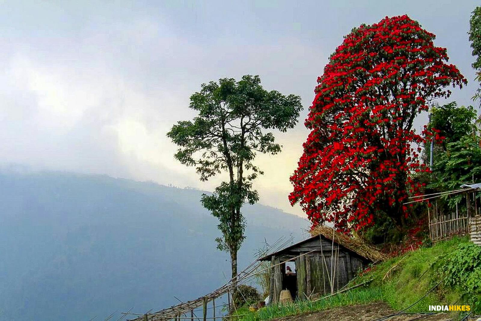 371b4c70 b95a 4db7 bba2 8ac3dbb75f5a manebhanjan in april photo credit sandakphu indiahikes sharat kolke 1