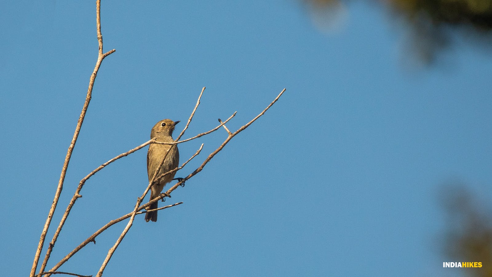 470f7fa7 6570 4592 9ea7 df20bbcf38e8 chirbatiya cb indiahikes jothiranjan march2021 birds  %286%29