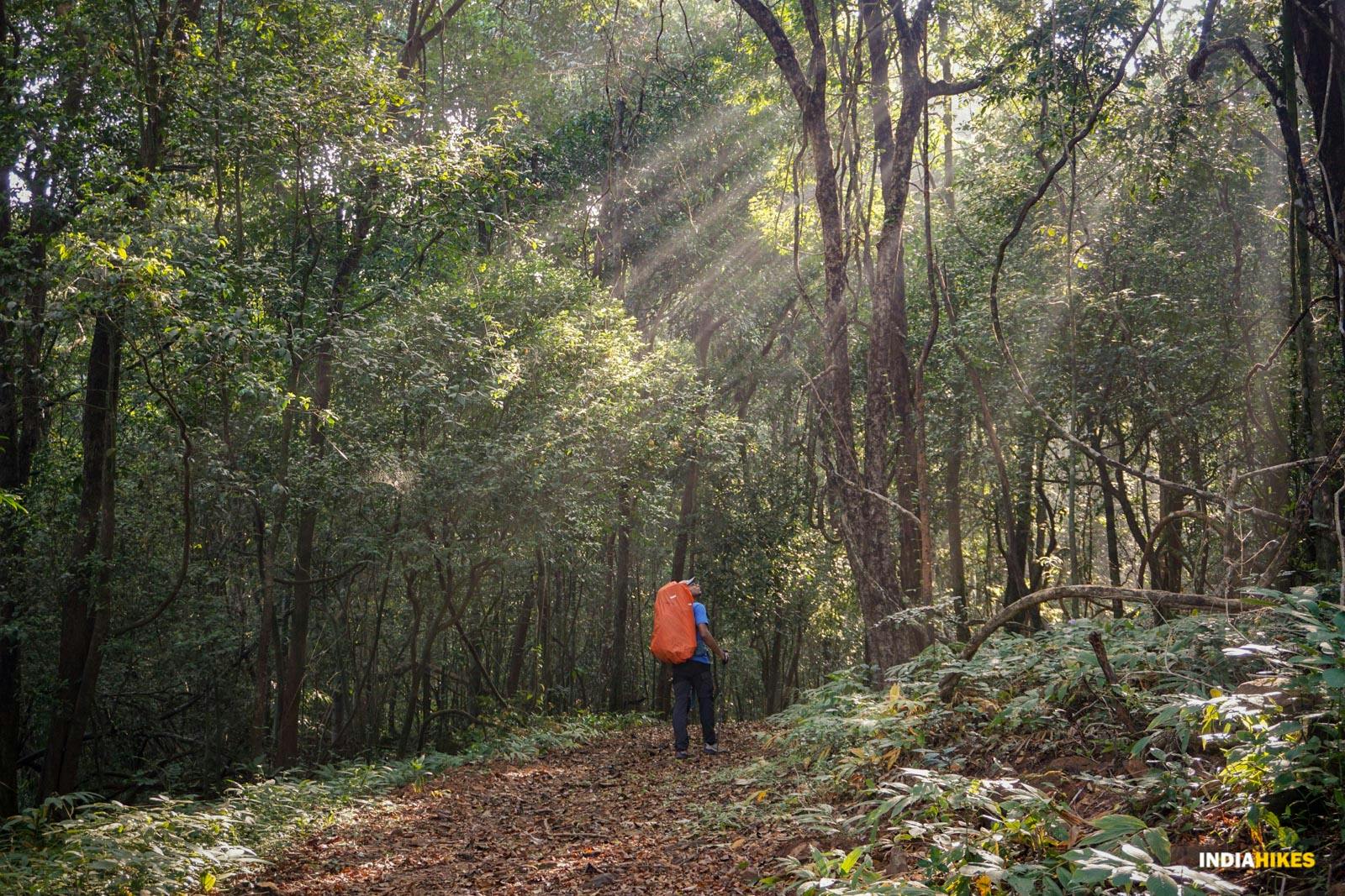 53a8d5e6 00a8 40b1 9c16 10300aa1d8c9 goa netravali forest trek trekking in the forests of netravali suhas saya indiahikes