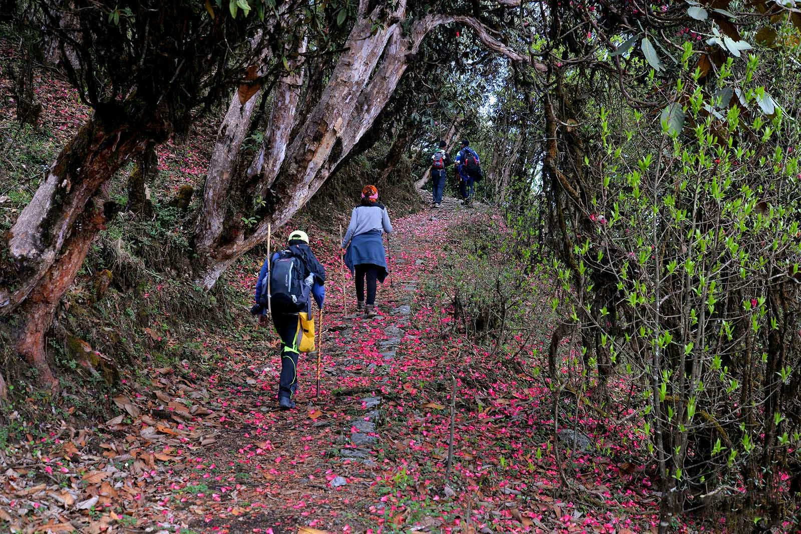 55194e04 153a 4a36 859e 80ca158a2a6c sandakphu skp shayakraychaudhuri trailwithtrekkers 