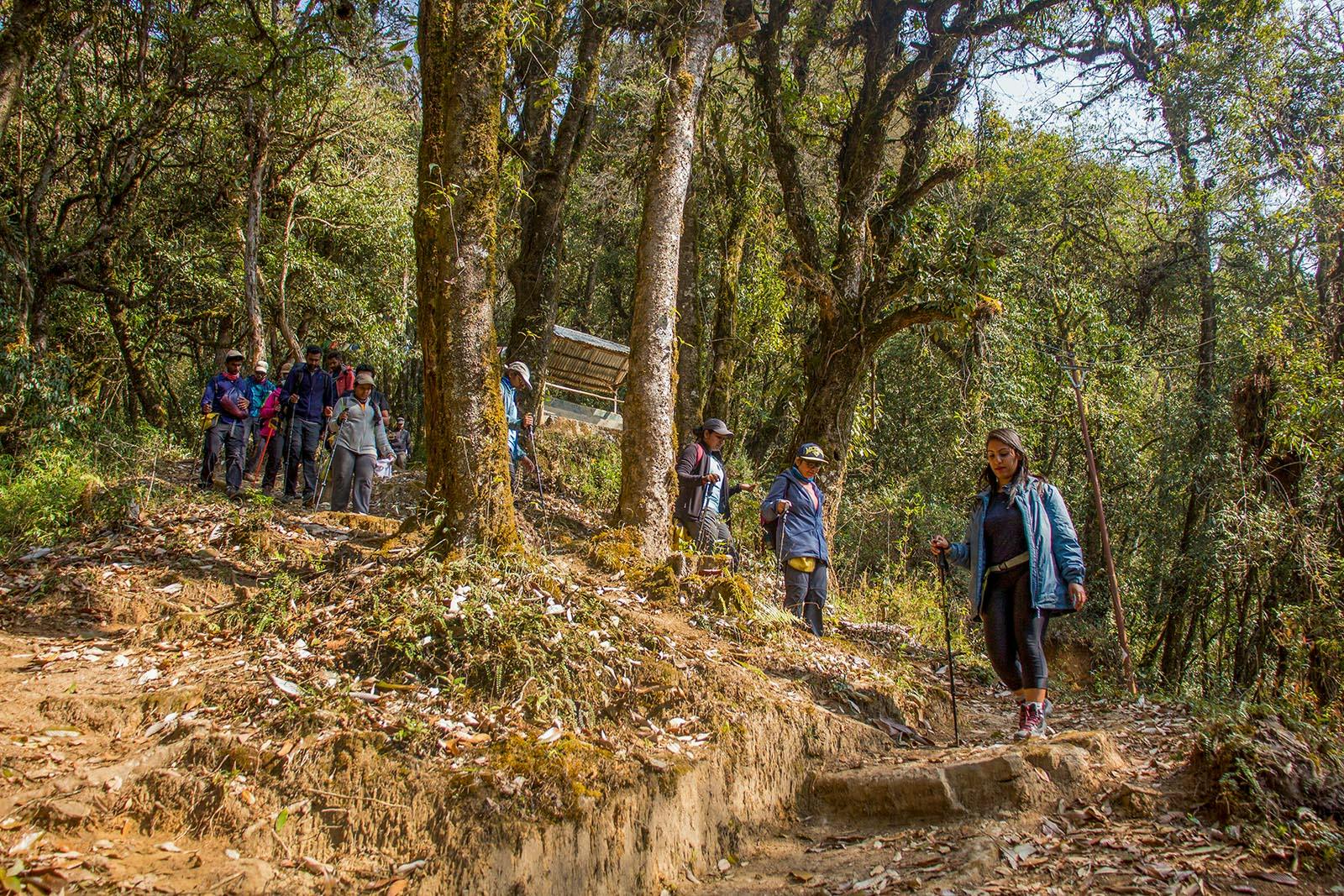 60c1d296 8196 46e4 9efb d74dc301c97a sandakphu phalut  sepi  divya dugar  indiahikes  trekkers descending down 1