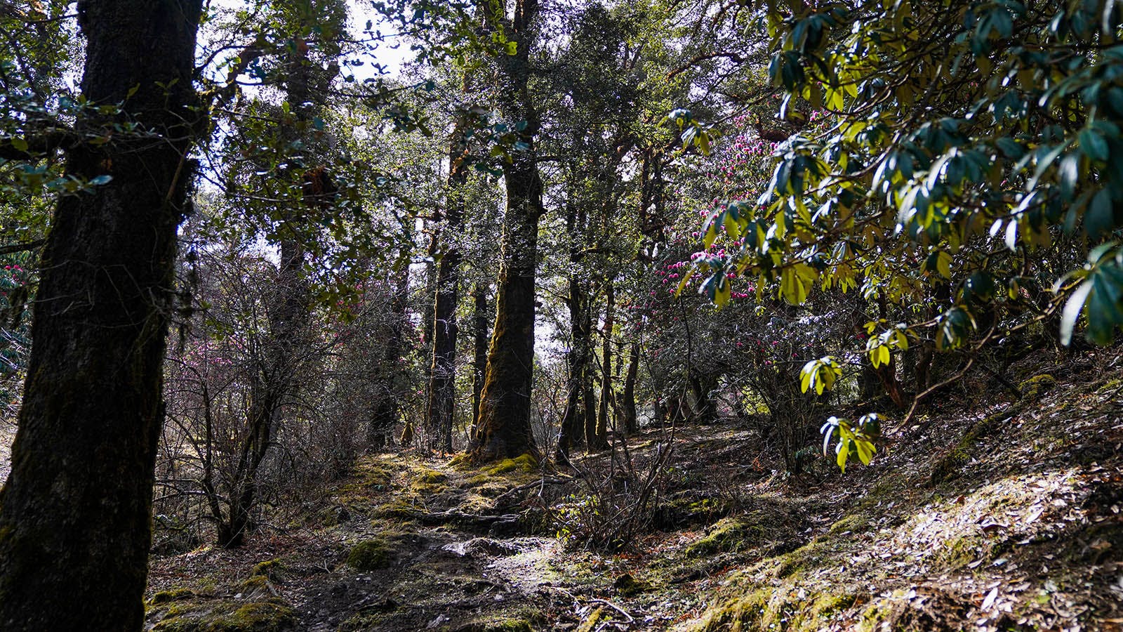 65676879 081f 4ef1 88d5 7b76281c31c3 ali bedni bugyal trek   march 2021   indiahikes   photo trekker   yash trivedi   day 03 