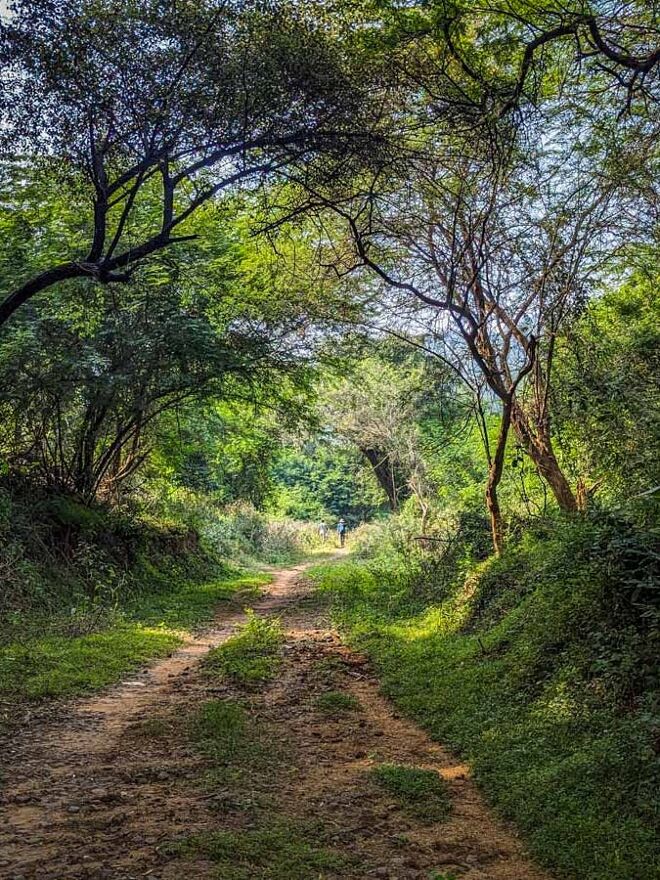 Vellore Amirthi Forest Trek_Trekking through forest_Exploration_Akshay kevin_Indiahikes_January 2024