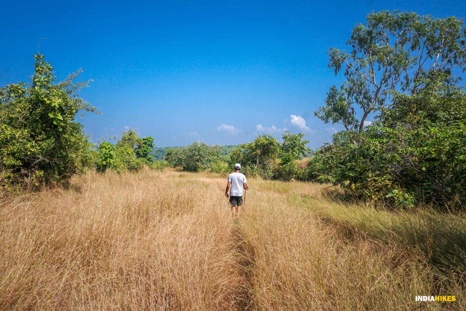 693f52d2 12d4 4903 9360 593dc80f5994 goa netravali forest trek the grasslands leading to the cliff view point suhas saya indiahikes