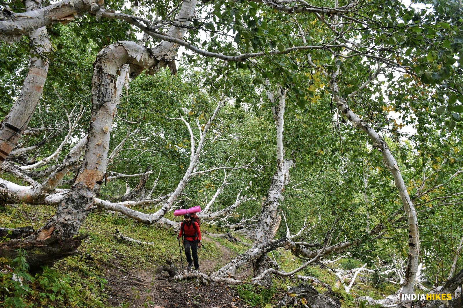 72d13291 c252 4d9b a5b3 8b9e74abaae2 gurez valley trek nitesh kumar indiahikes 52