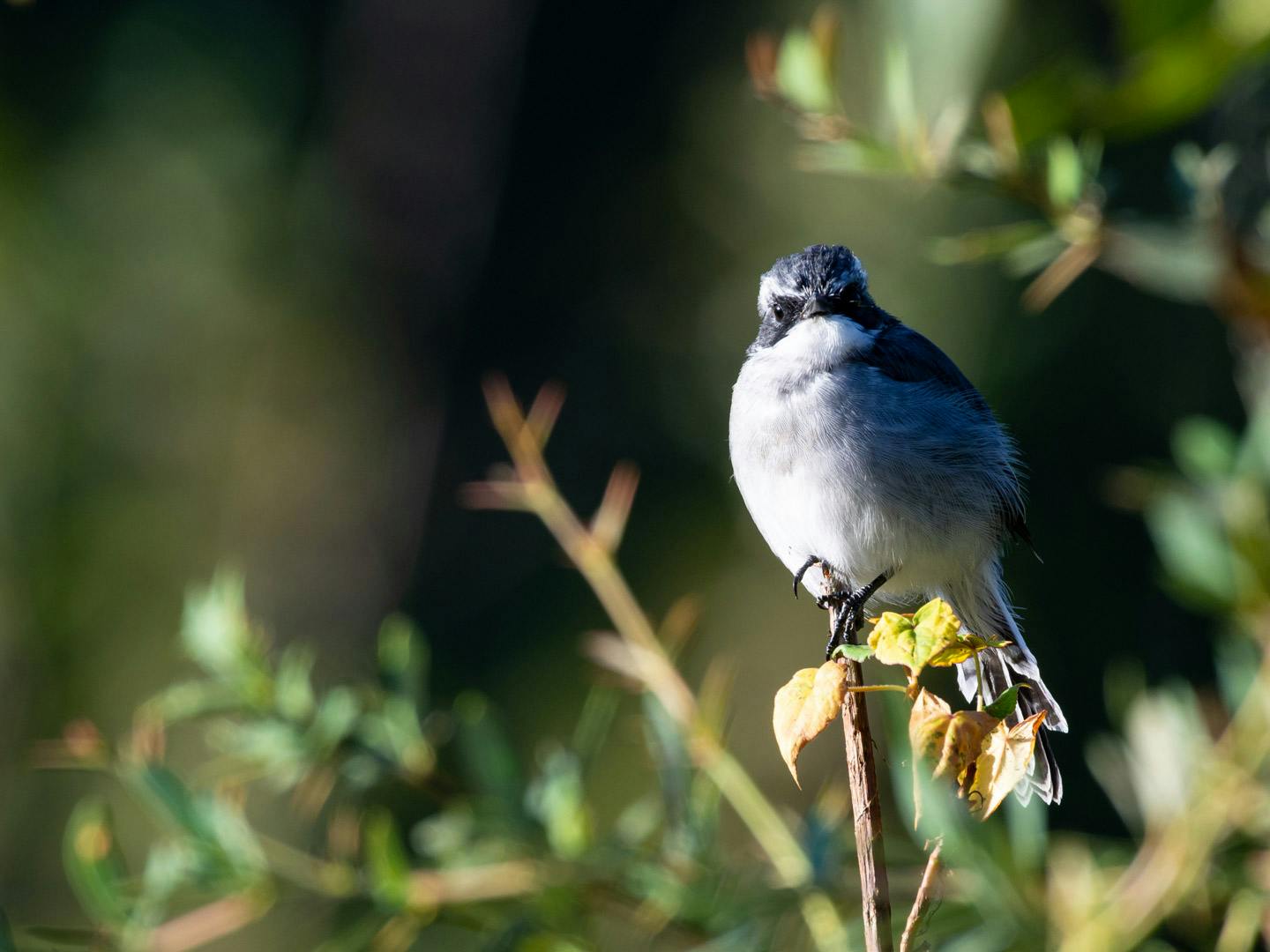 83180 feature grey bushchat male 3 indiahikes madhav anand