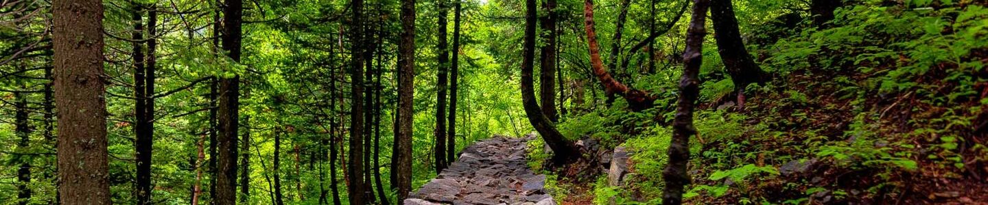 86600 valley of flowers thanashyamraj lush green trails towards vof 1