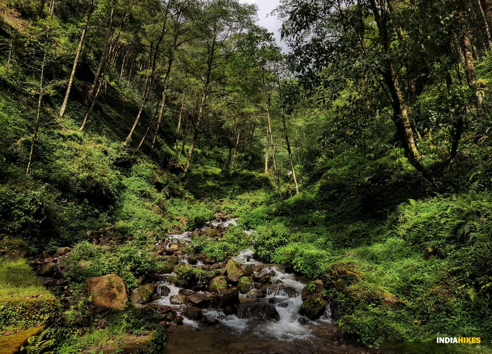 8c52df38 684c 4f8e 8d7e 2161b475d08e sandakphu phalut debasisbiswas forestgod   debasis