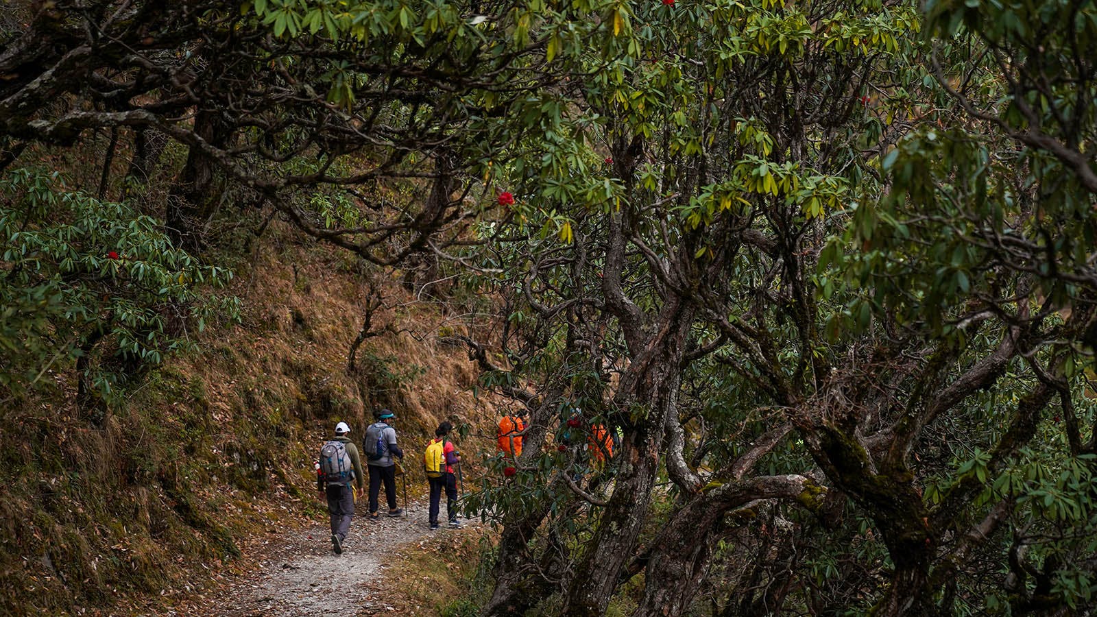 92bc7e36 ae6c 4d55 bc6d a22b41fbb93d ali bedni bugyal trek   march 2021   indiahikes   photo trekker   yash trivedi   day02 