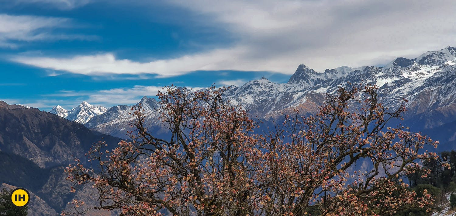 a270ae46 425c 4ede a6c0 9001710bf4a7 dayara bugyal db deep thakkar chilapada mountans spring flowerandfauna 