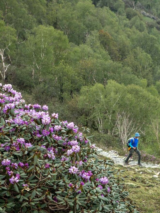 b07eb34c 739c 40d2 a0bc 60ec89ce423b phulara ridge trek jothiranjan 2023 april month  147