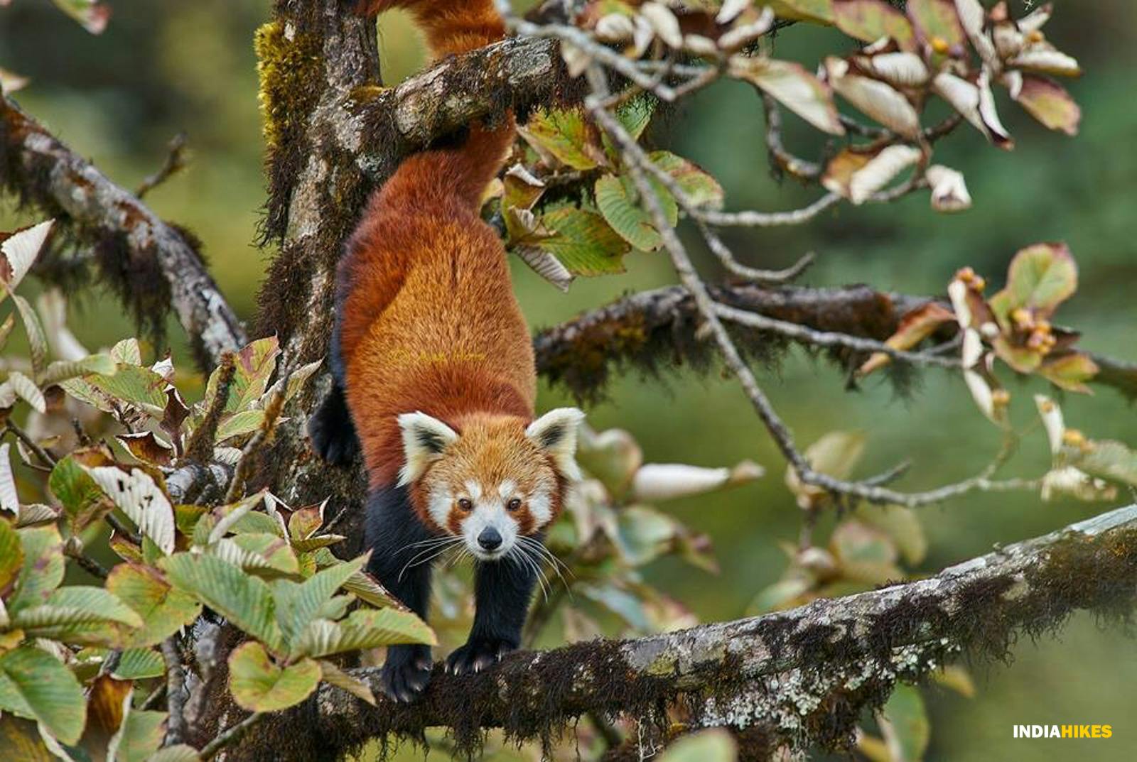 bf891d37 7002 4827 a9ee 3af2589ed71f copy of sandakphu phalut indiahikes ajit hota red panda 1