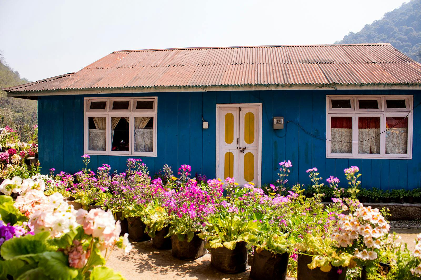 ce4319dc 8b23 4915 9b33 7fba035a50e2 sandakphu phalut  timburey  divya dugar  indiahikes  beautiful hut decorated with flower pots 2