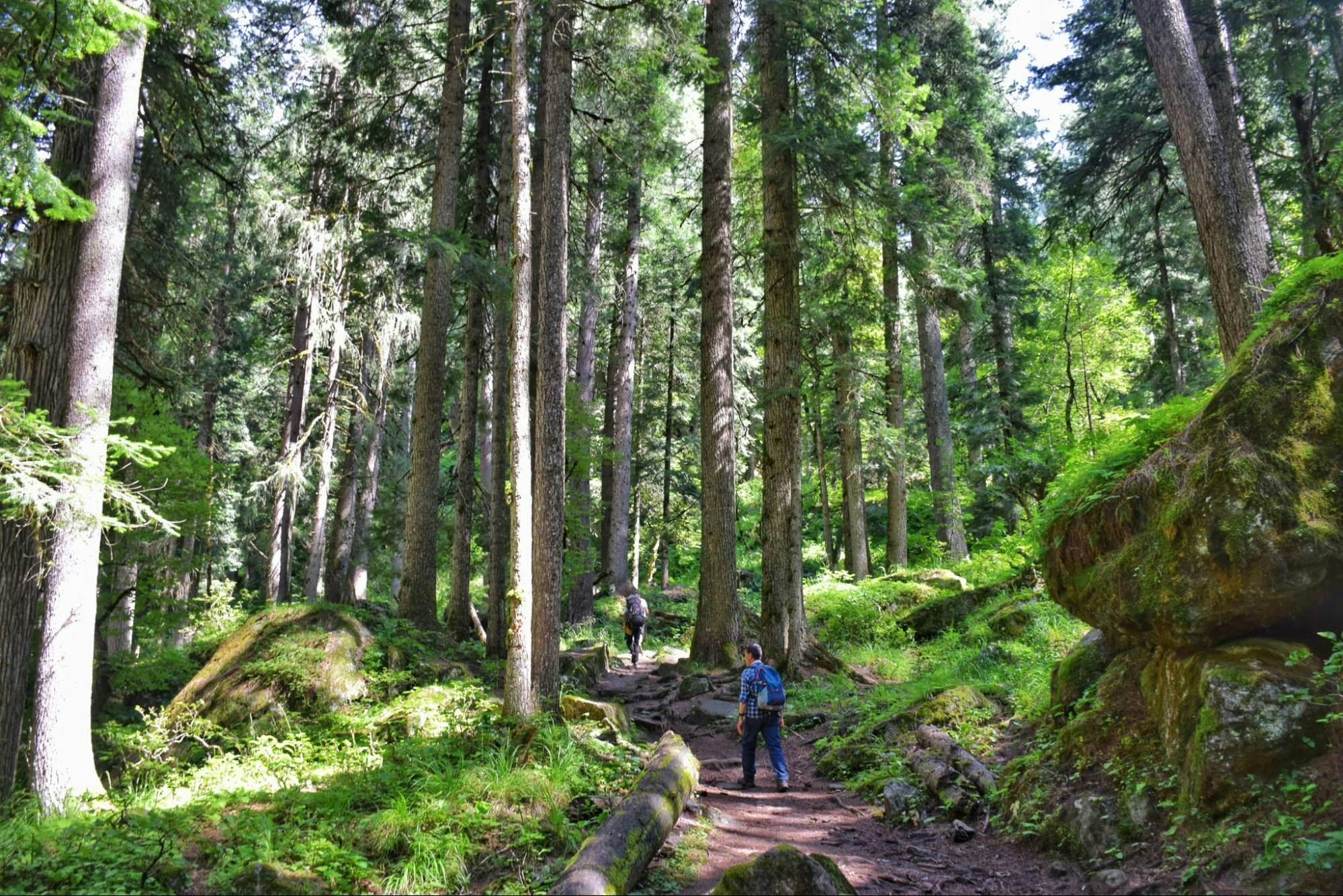 dc720fb5 7757 4bc9 b4e4 0de9f40bc0ab pine forest on day 3 brammah valley indiahikes nitesh kumar