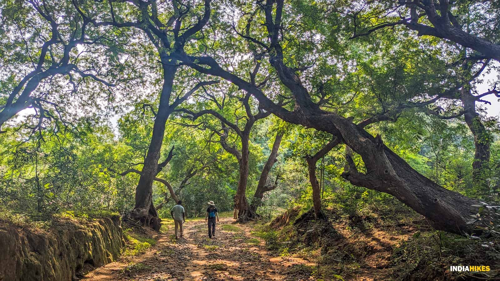 deaf7e35 89ea 429f 977e 1c839ff321b4 vellore amirthi forest trek trekking through tamarind trees exploration akshay kevin indiahikes january 2024