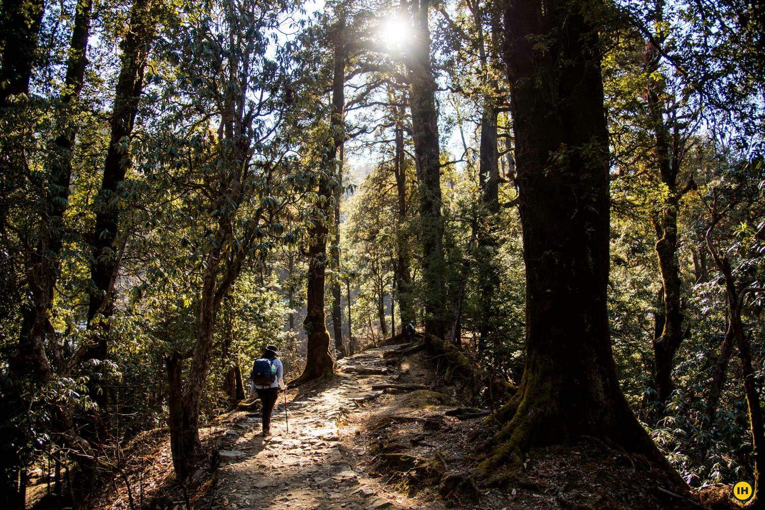 dfadf622 37c6 4923 9f29 82704a202692 dayara bugyal db sudheer hegde trekking to gui forest trekkers 