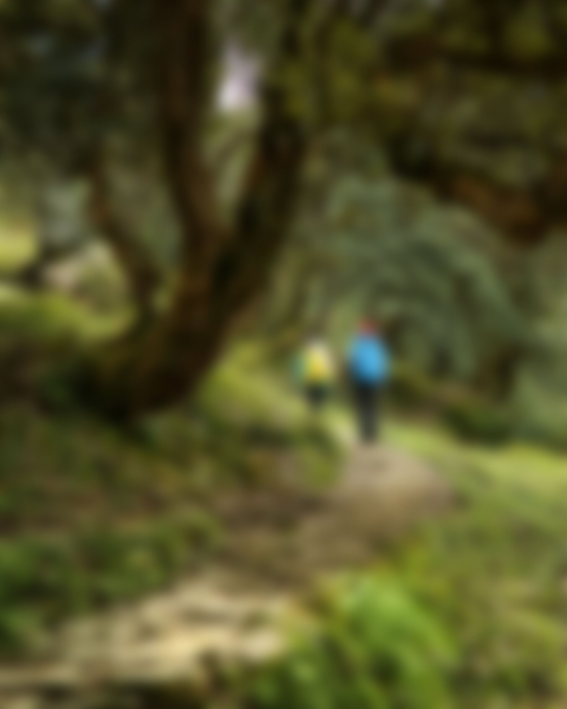 low-preview-portrait photo of two trekkers walking on the Ranthan Kharak trail 