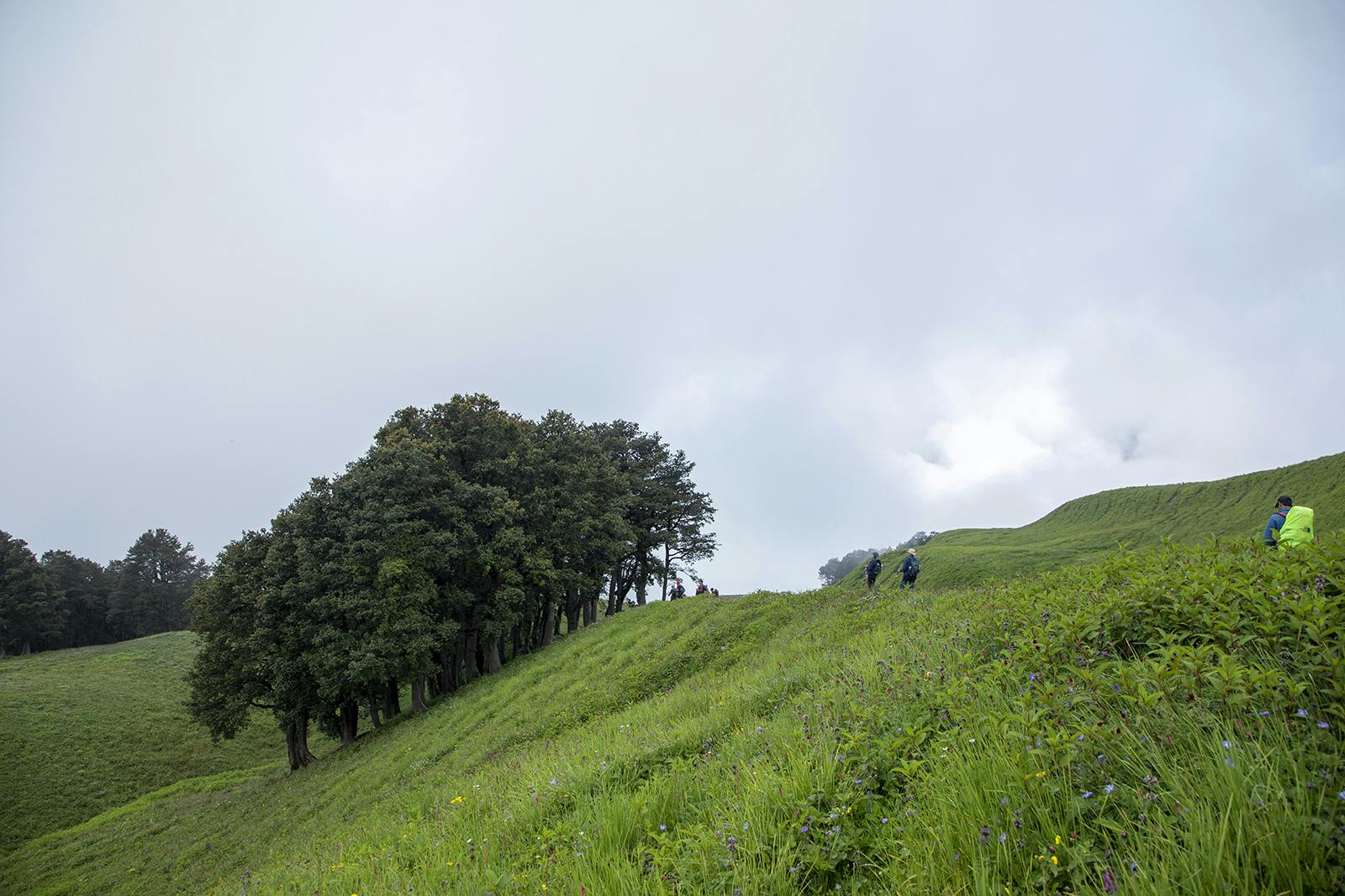 e8ec5f09 bd5b 43b3 928c 8619ff2fc274 bhrigu lake bl indiahikes jothiranjan august 2021 meadows trailwithtrekkers 