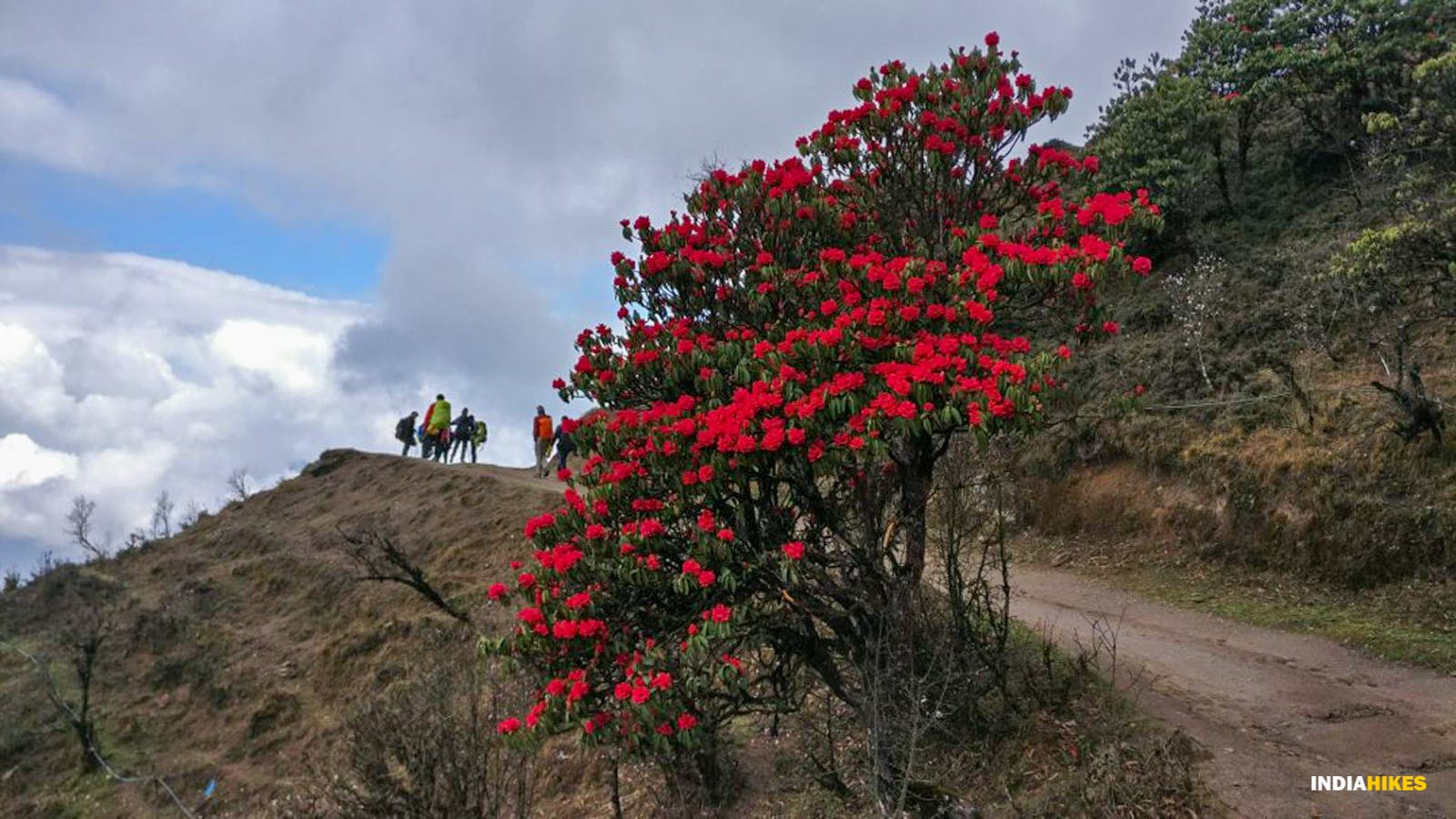 ea49ba7a f51f 44cf 839e 69a75c414fc7 sandakphu indiahikes paromita