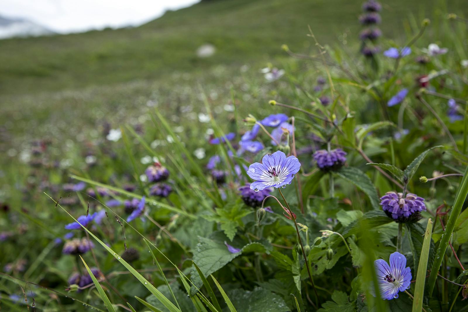 f8b039ca f017 49fa 8dc2 603315395e1c bhrigu lake bl indiahikes jothiranjan flora and fauna 